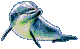 WSST Dolphins Home Page